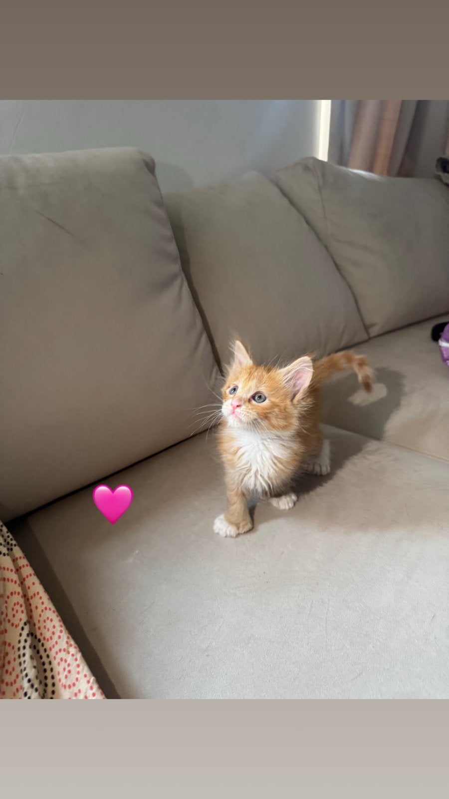 polydactyl Maine Coon kittens, Meerdere dieren, Ontwormd, 0 tot 2 jaar