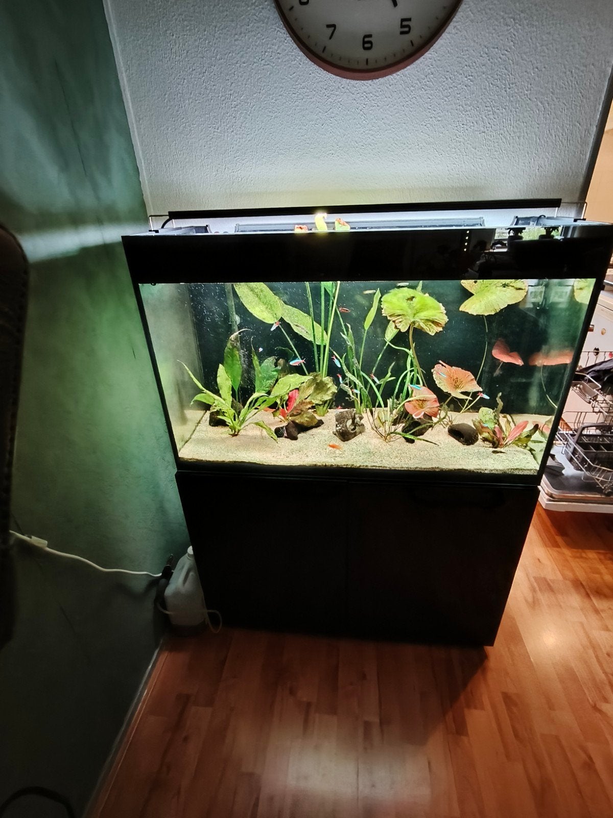 aquarium, Ophalen, App-bediening, Aquael, Gevuld zoetwateraquarium