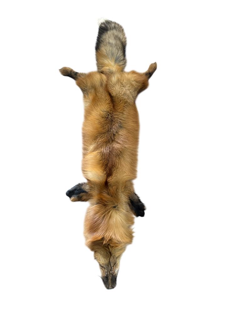 vossenhuid  130 - 140 cm   Prachtige exemplaren., Verzamelen, Dierenverzamelingen, Ophalen of Verzenden, Nieuw, Wild dier, Overige typen