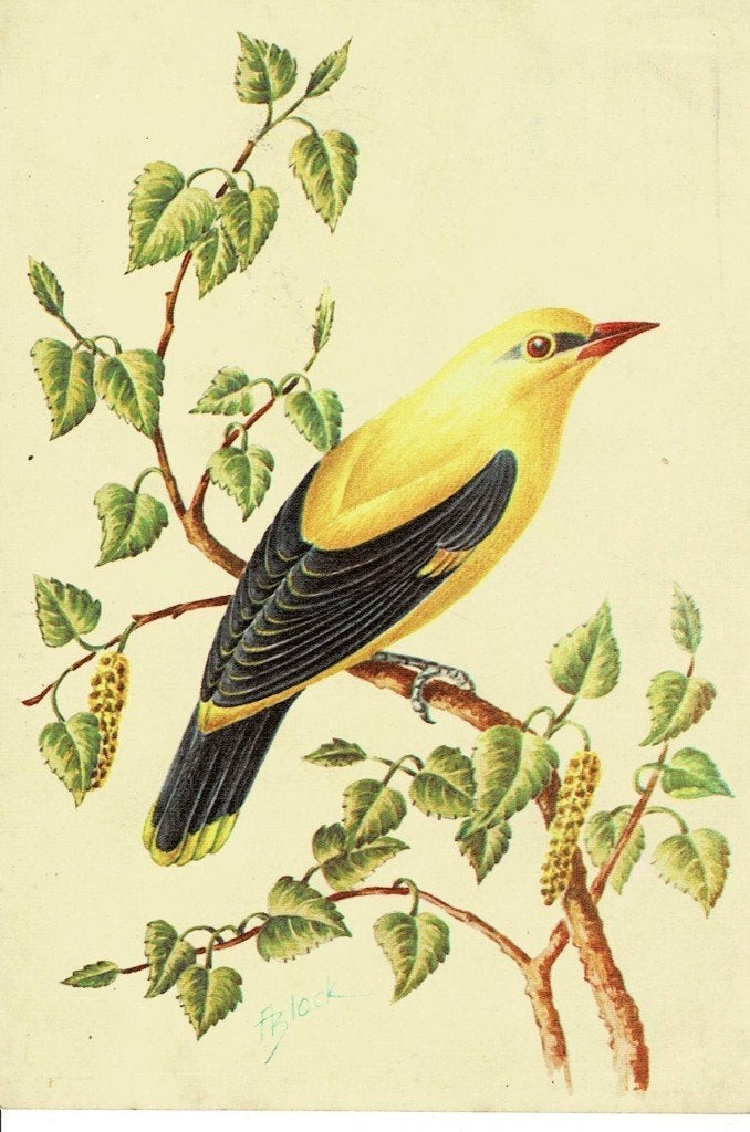 Wielewaal, Verzamelen, Ansichtkaarten | Dieren, Ophalen of Verzenden, Gelopen, Vogel