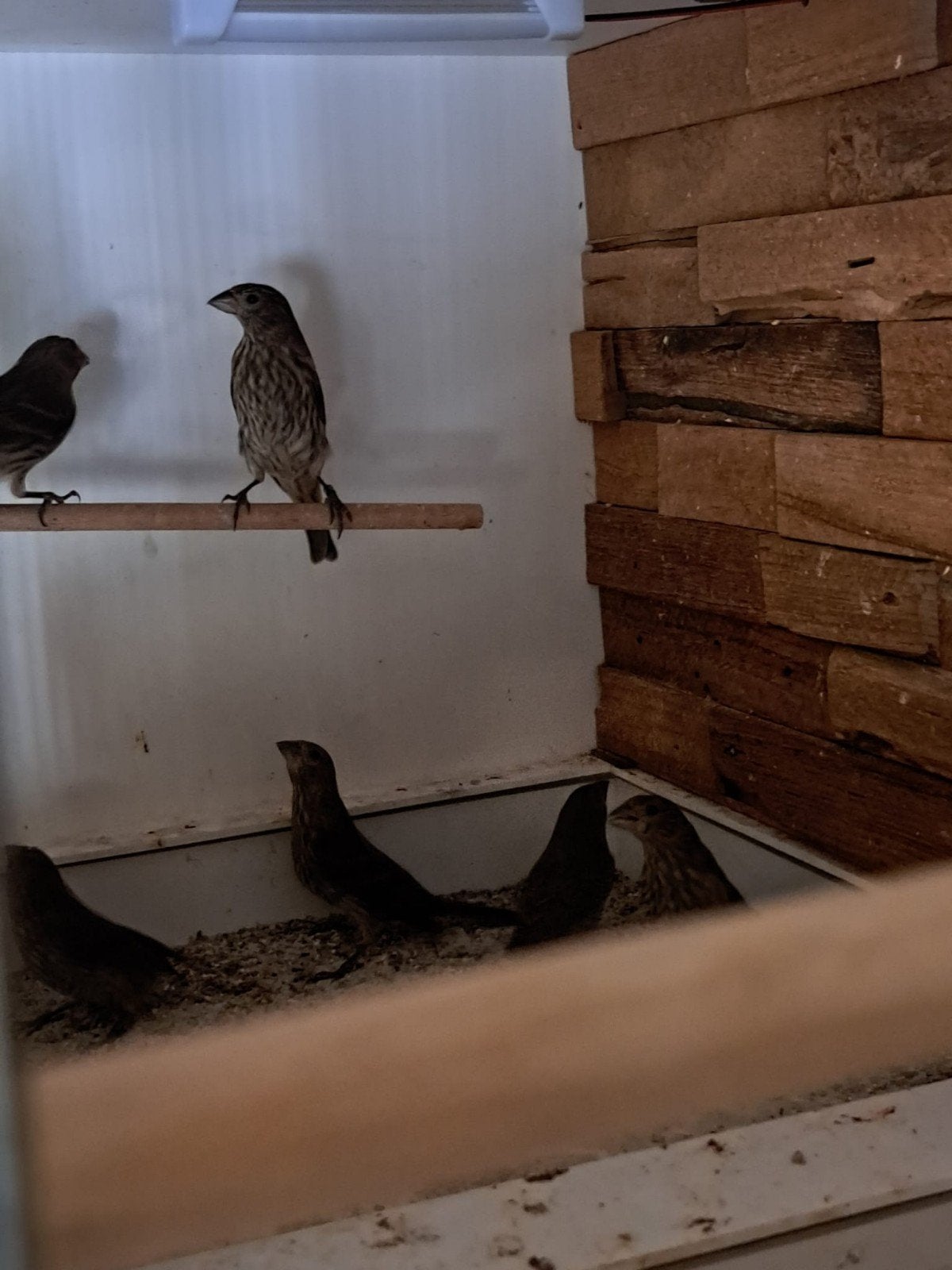 Aangeboden jonge Mexicaanse Roodmussen, Meerdere dieren, Geringd