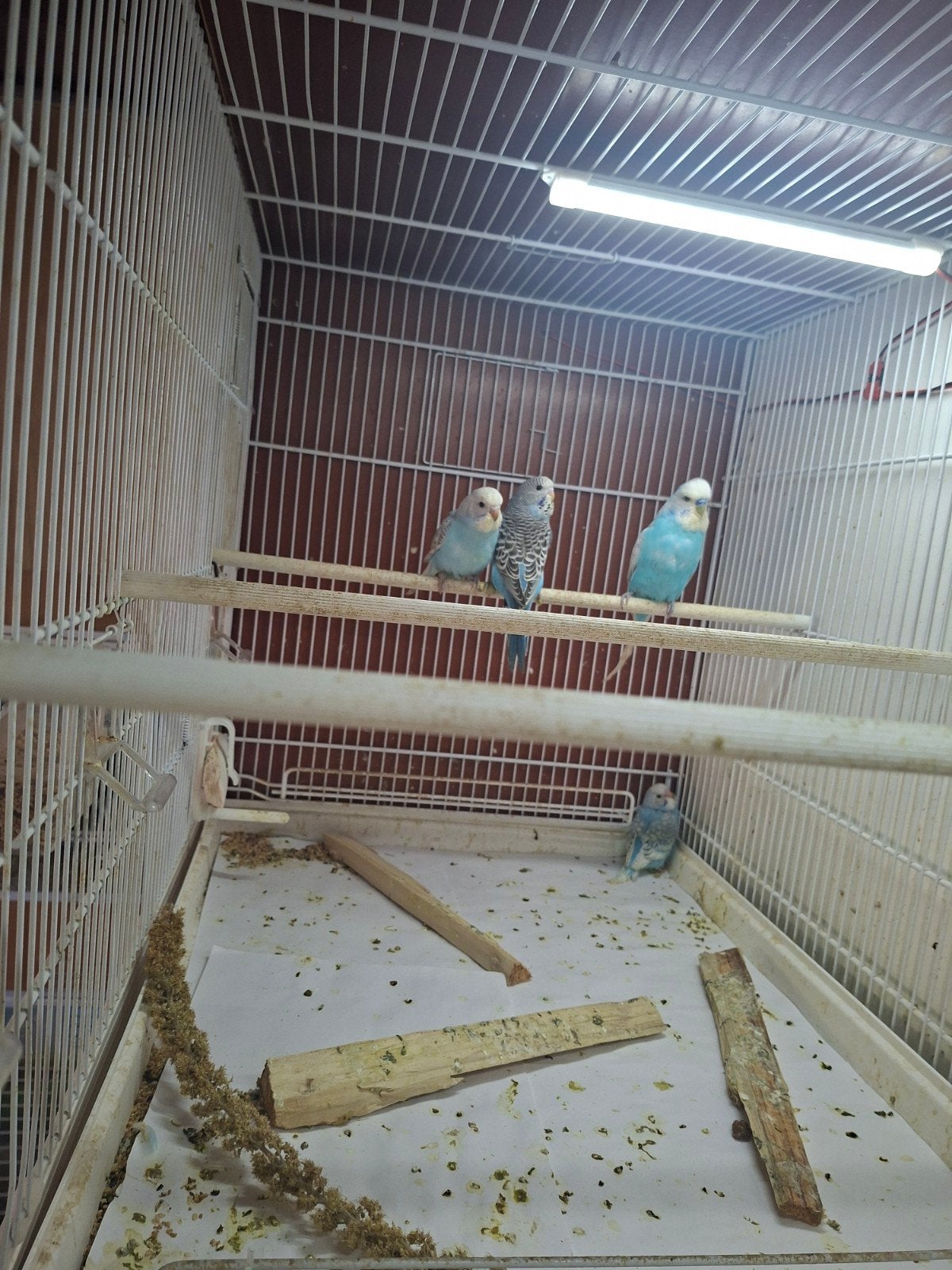 3 jonge grasparkieten, Meerdere dieren, Parkiet