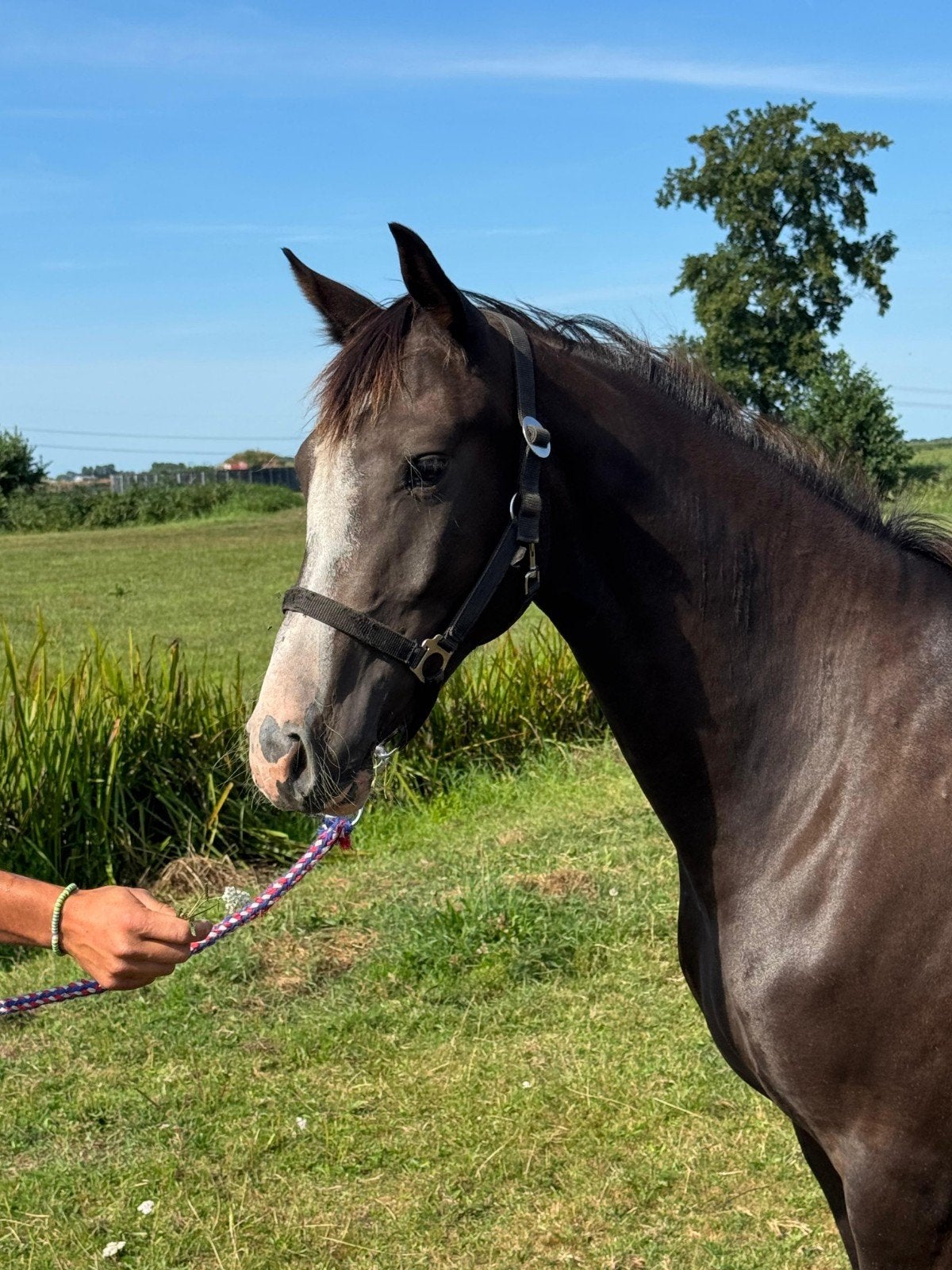2 jarige WELSH pony welsh Partbred Merrie by FS Clarimo, Merrie, Met stamboom, 0 tot 2 jaar