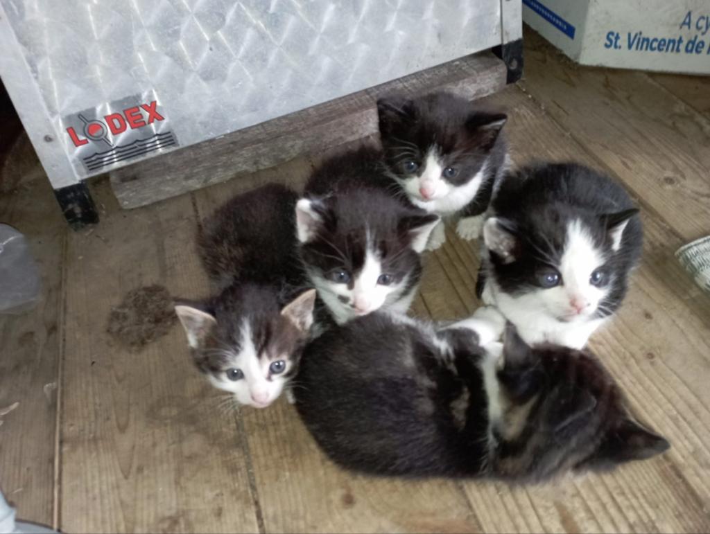 Boerderijkittens te koop, Dieren en Toebehoren, Katten en Kittens | Overige Katten, Kortharig, Meerdere dieren, 0 tot 2 jaar