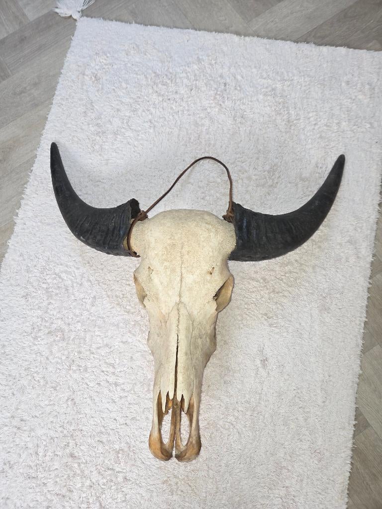 Buffel skull, Ophalen