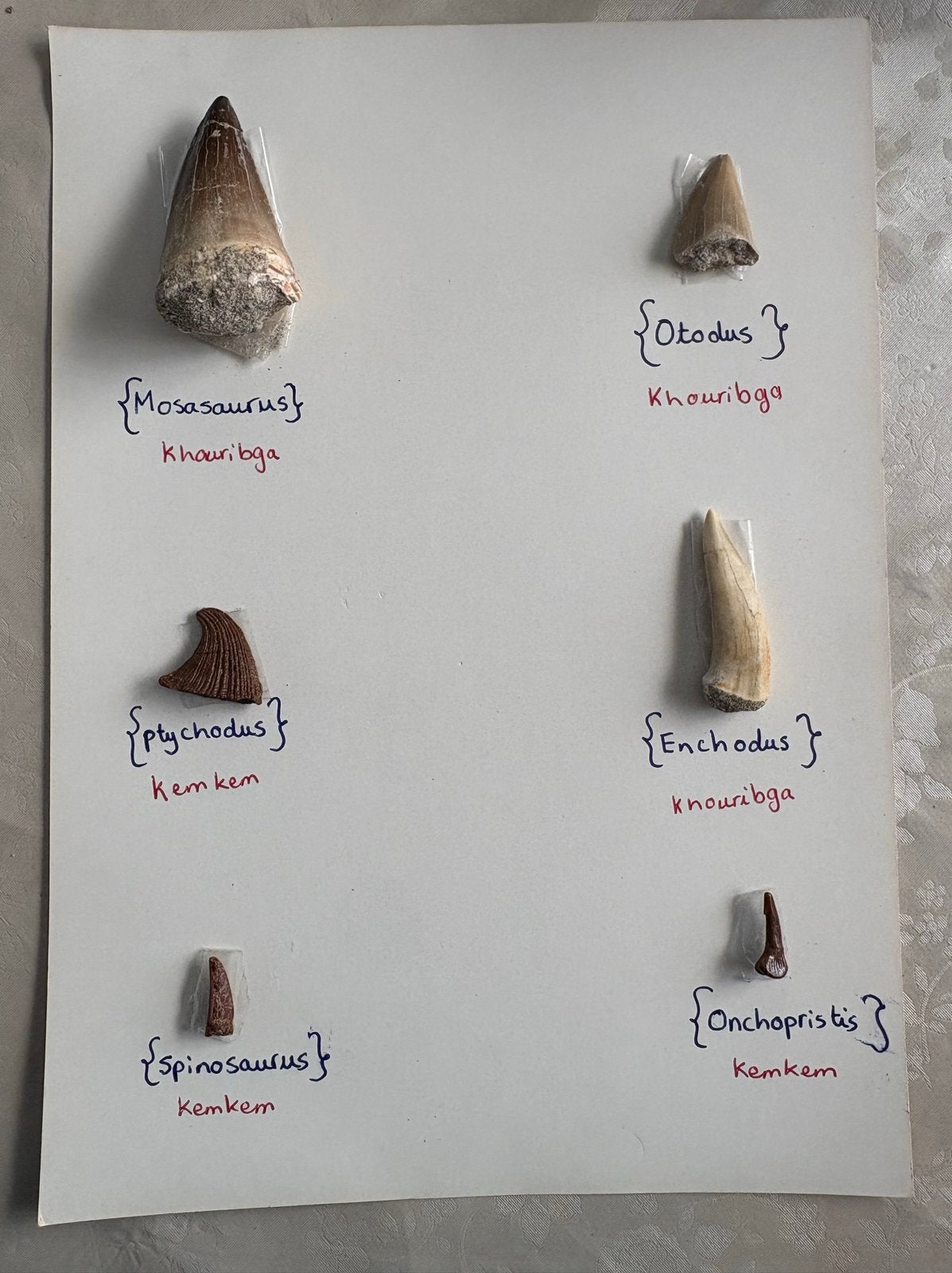 Set van 6 diverse fossiele tanden - Mosasaurus, Otodus, etc., Verzamelen, Mineralen en Fossielen, Ophalen of Verzenden, Fossiel