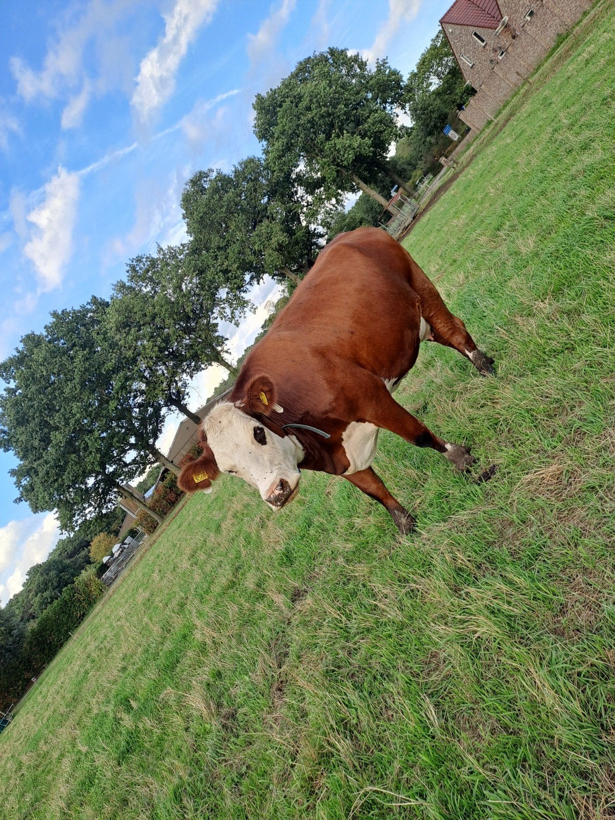 blaarkop koe en Engelse longhorn stierkalf, Dieren en Toebehoren, Runderen, Meerdere dieren, 0 tot 2 jaar
