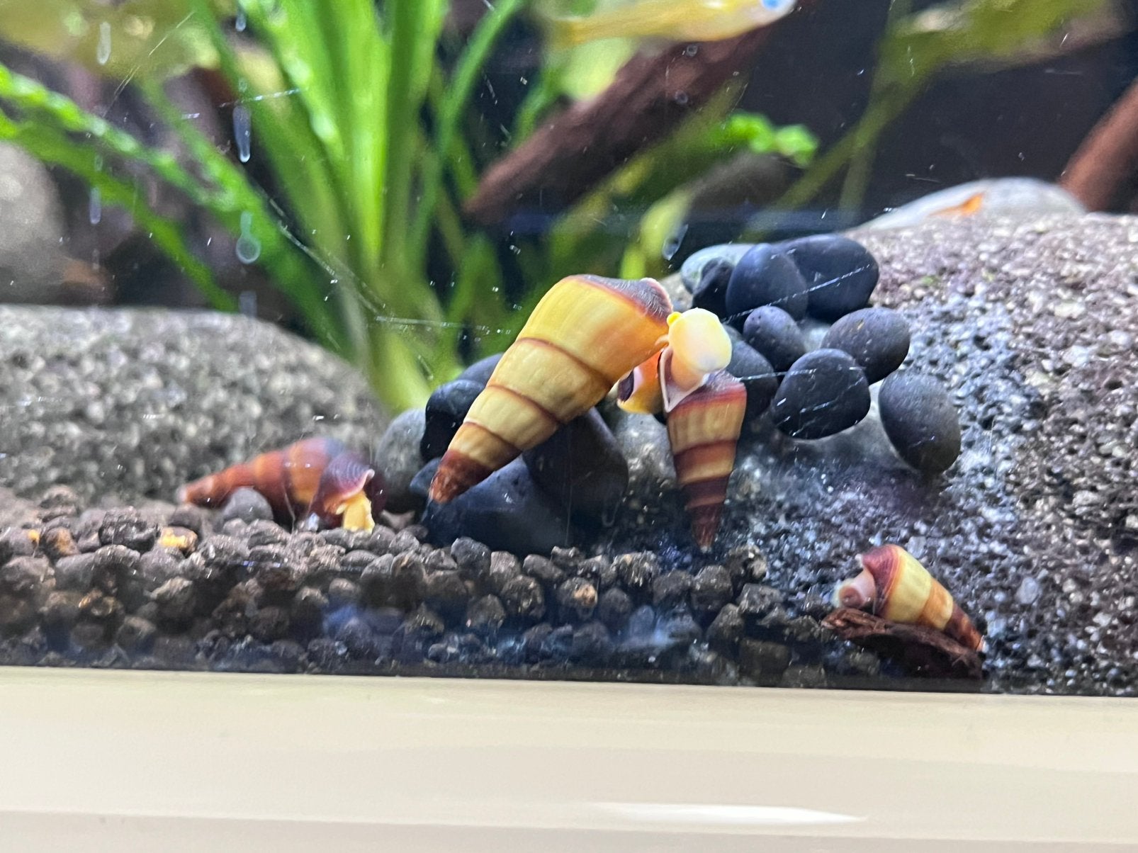 Orange rabbit snails (Sulawesi), Dieren en Toebehoren, Vis