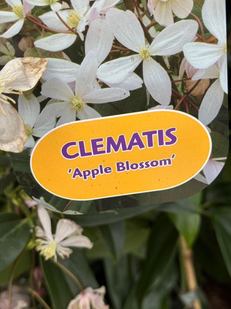 Partij 3 soorten groenblijvende clematis mooie plant nu 9,95, Ophalen, Volle zon, Vaste plant, Klimplanten