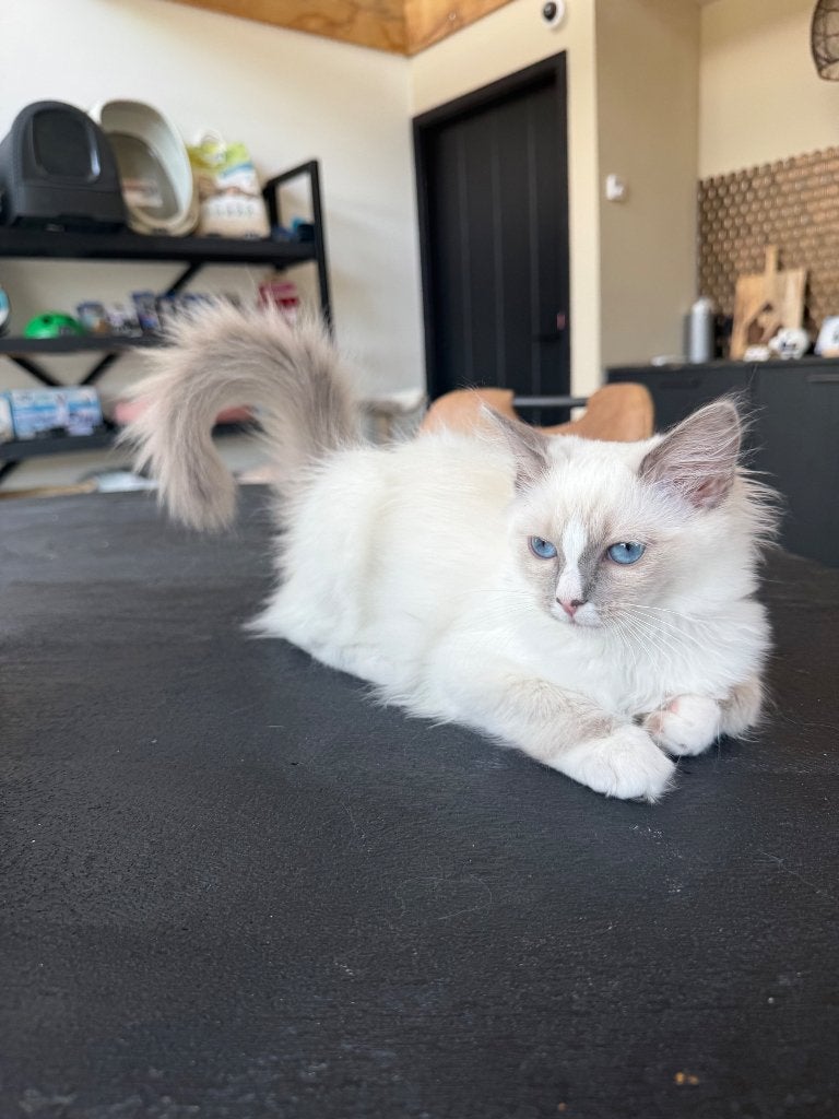 Ragdoll kittens met stamboom (mogen direct weg), Meerdere dieren, Met stamboom, 0 tot 2 jaar