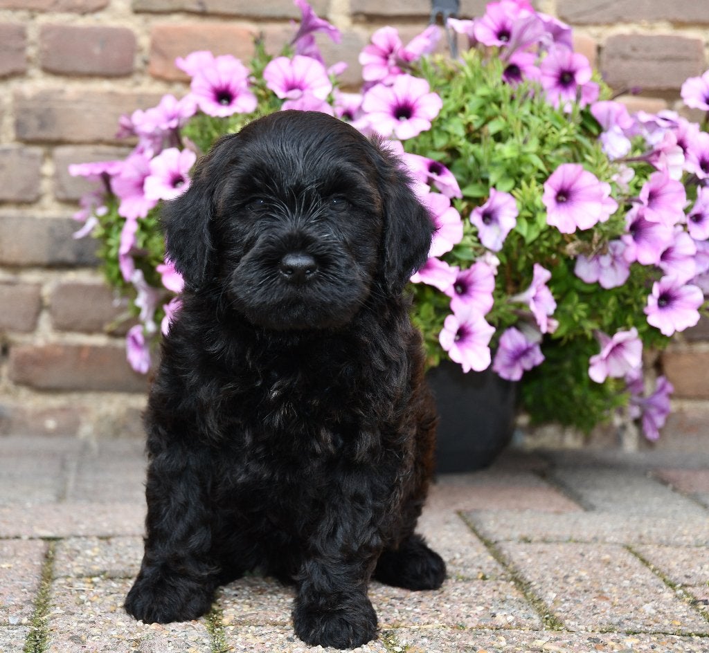 Super mooie Australian Labradoodle pups uit geteste ouders, Nederland, Overige rassen, CDV (hondenziekte), 8 tot 15 weken