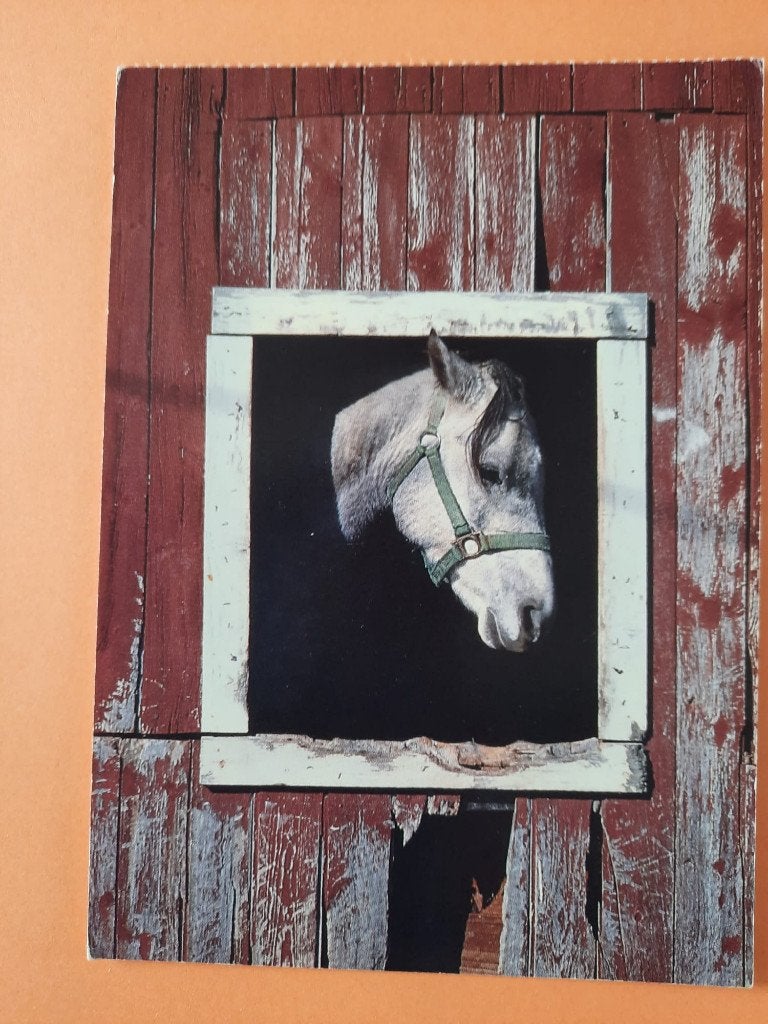 ansichtkaart kaart paard veulen, Verzamelen, Ophalen, 1980 tot heden, Ongelopen, Paard