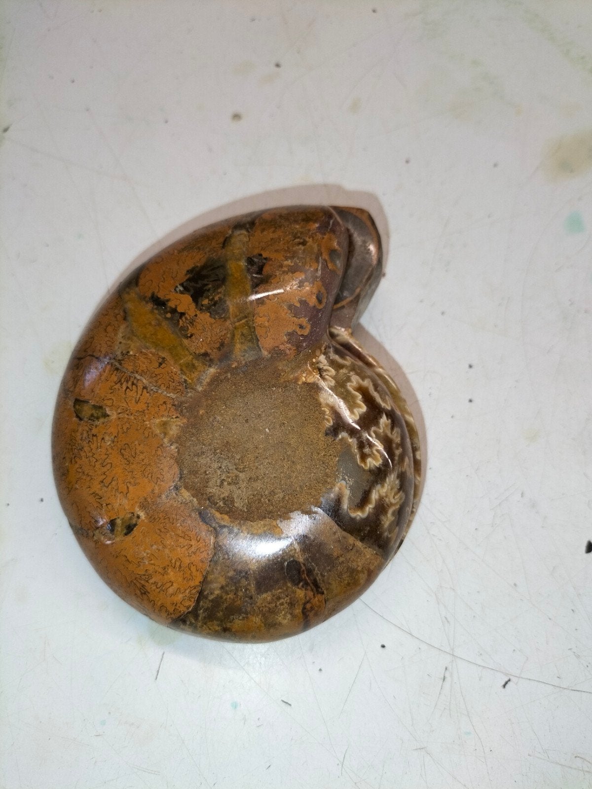 Prachtige gefossiliseerde Amoniet - Uniek exemplaar, Ophalen of Verzenden