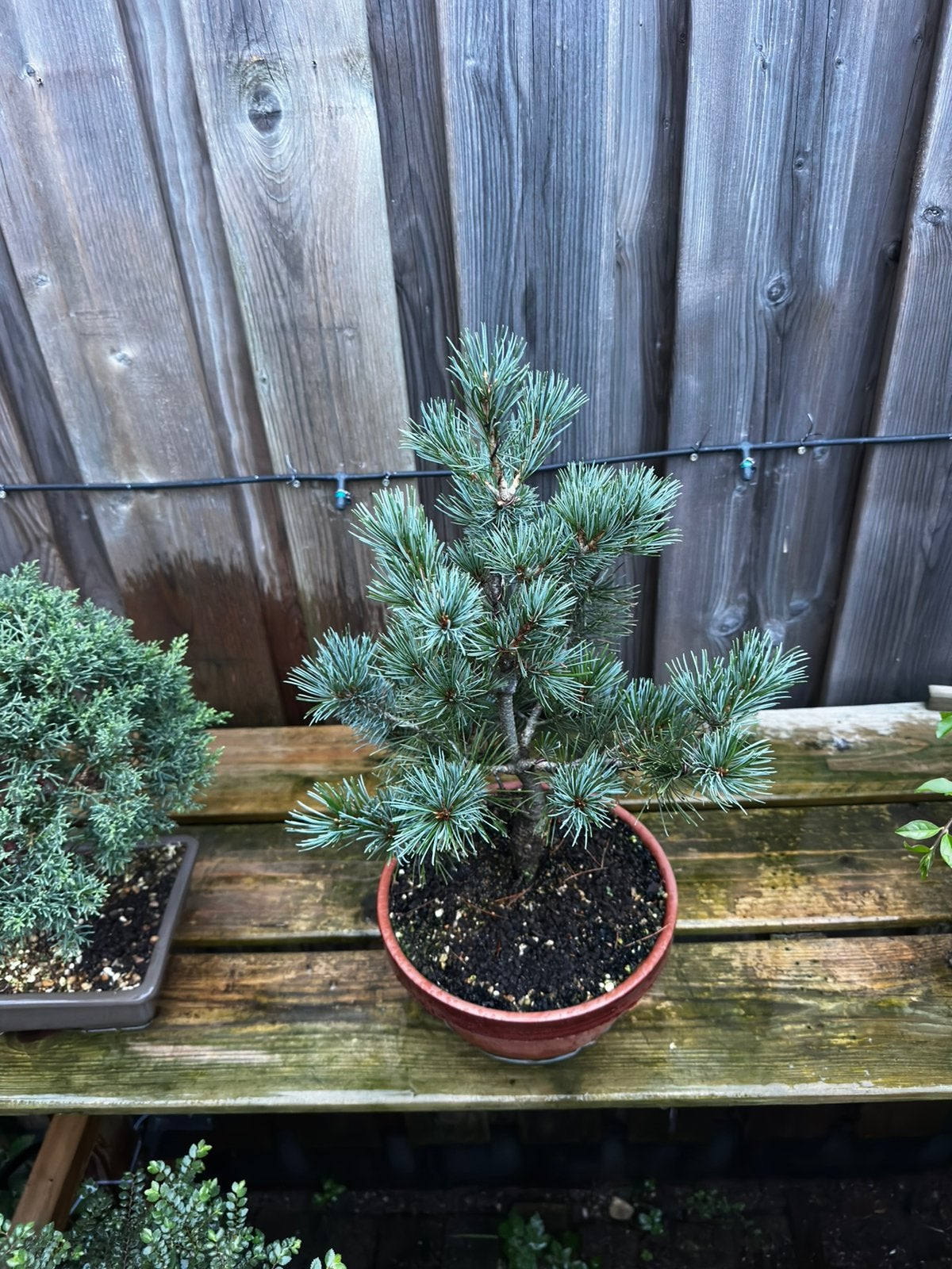 Japanese white pine bonsai, Bloeit niet, Overige soorten, Minder dan 100 cm, Ophalen