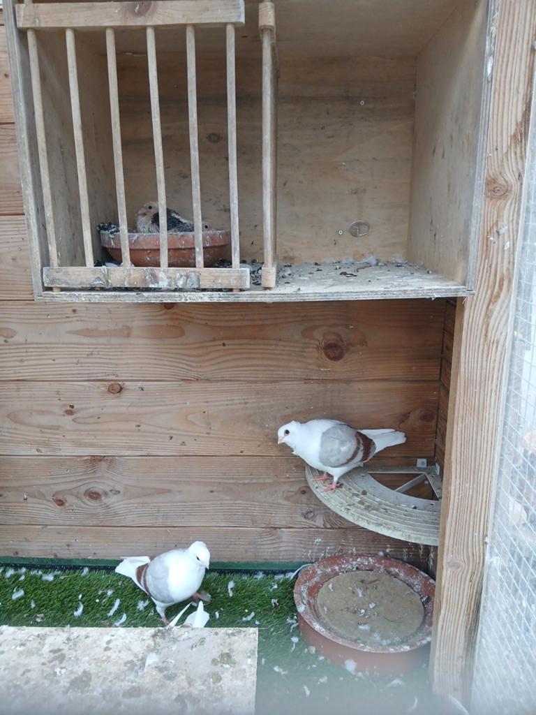 Jonge oud hollandse meeuwen, Dieren en Toebehoren, Geslacht onbekend, Overige soorten