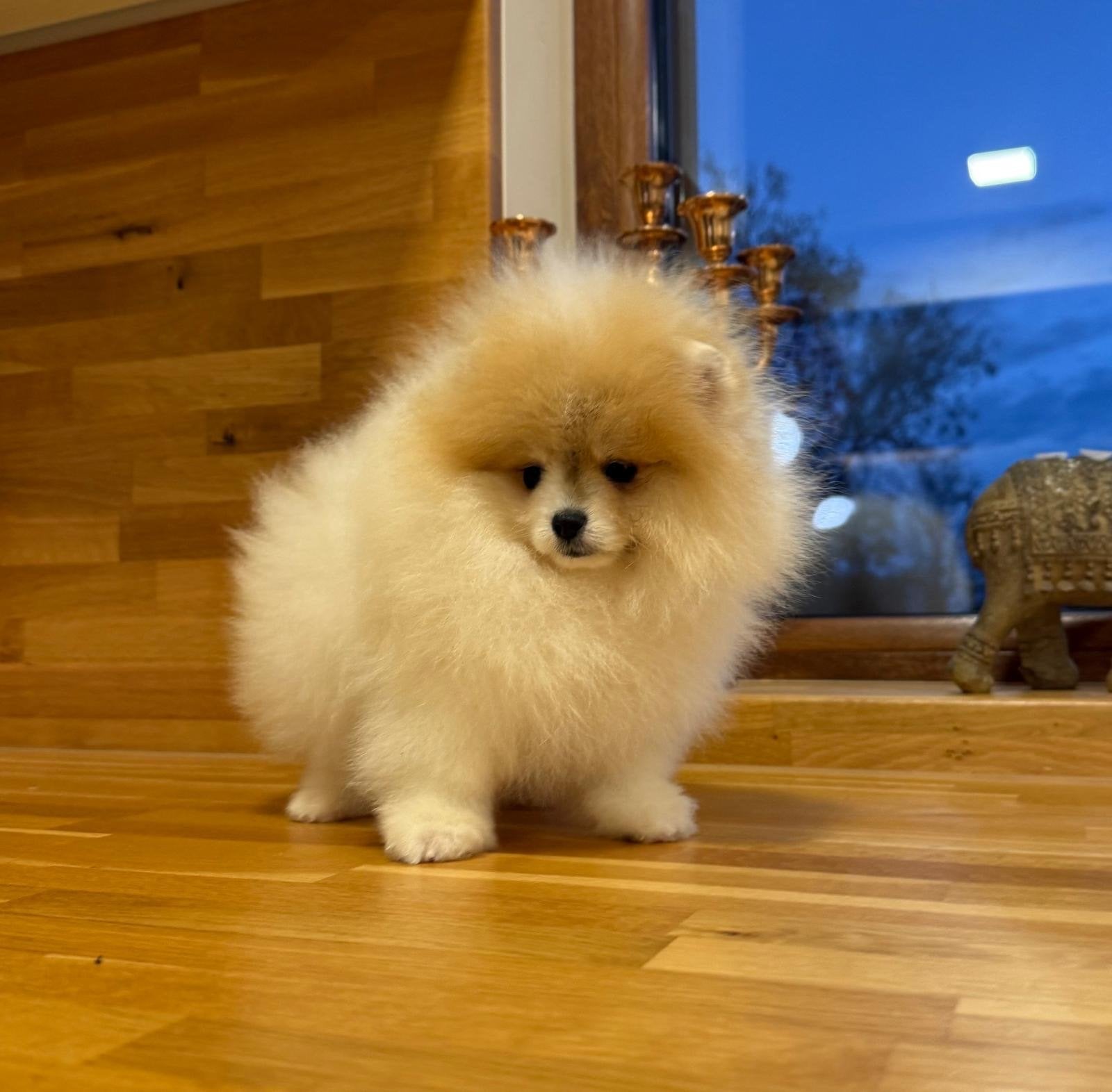 Pomeranian Pomeriaan, Overige rassen, 8 tot 15 weken, Buitenland, Meerdere