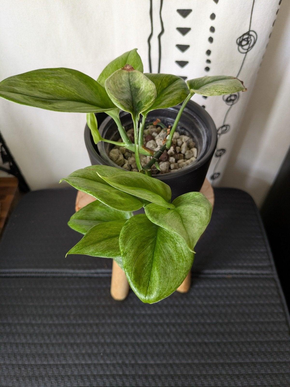 Scindapsus Treubii Ghost Mint, Ophalen of Verzenden, Halfschaduw, Minder dan 100 cm