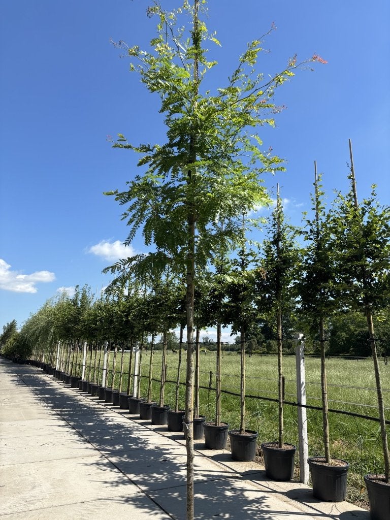Valse Christusdoorn Gleditsia Sunburst 12/14 & 14/16 cm, In pot, Bloeit niet, Halfschaduw, 250 tot 400 cm