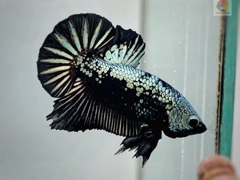 Betta vis . Kempvis Black Samuray, Dieren en Toebehoren, Vissen | Aquariumvissen, Vis