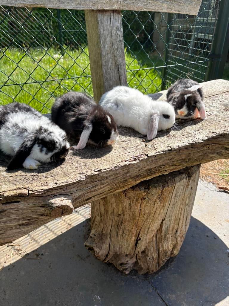 Te koop NHD konijnen., Dieren en Toebehoren, Konijnen, Meerdere dieren, Dwerg