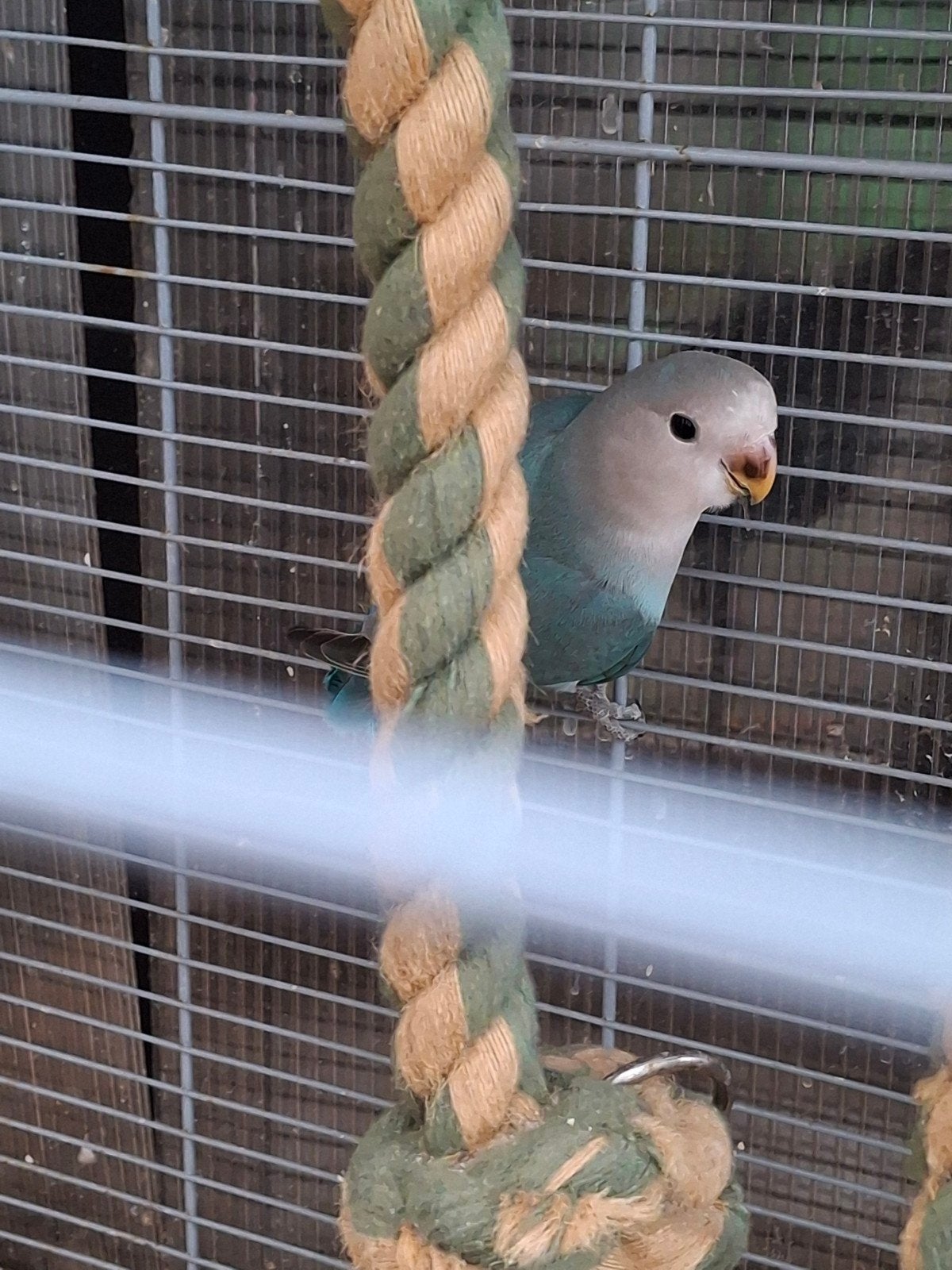 agapornis jonge, Geslacht onbekend, Dwergpapegaai of Agapornis