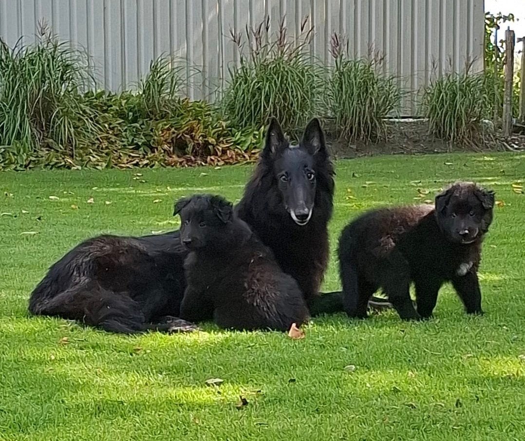 Groenendaeler pups met stamboom, 8 tot 15 weken, Meerdere, Meerdere dieren, Nederland