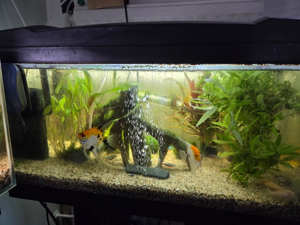 2 Aquariums inclusief vissen en toebehoren, Ophalen, Inclusief toebehoren, Gebruikt, Overige typen