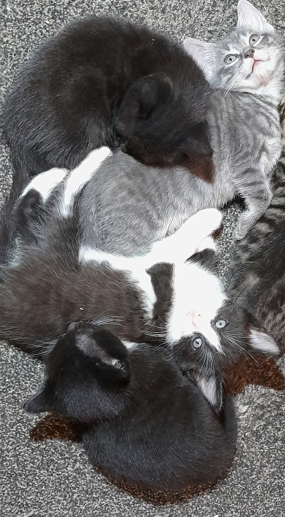 3 lieve kittens die een ander huisje zoeken. ., Meerdere dieren, Kortharig, 0 tot 2 jaar