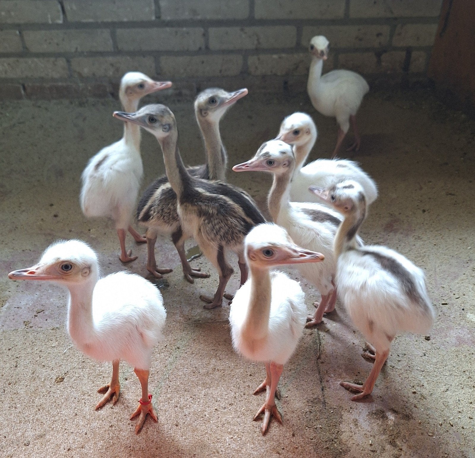 Nandoe, nandoe kuikens, witte met blauwe ogen en grijze., Meerdere dieren, Overige soorten