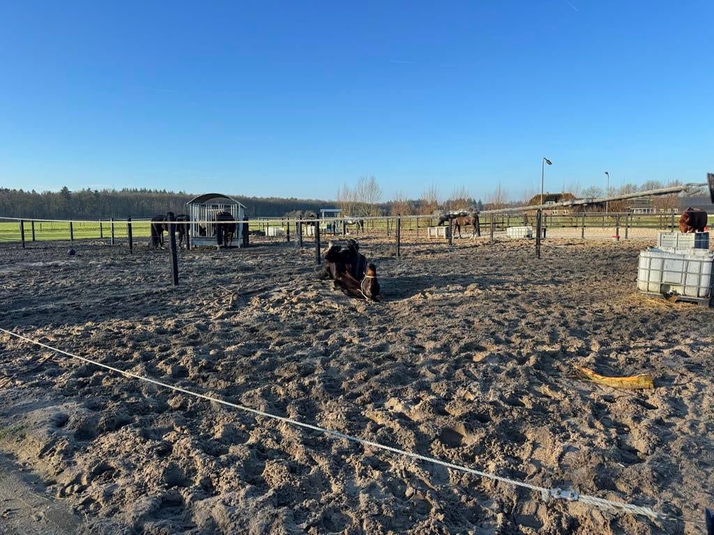 Stal vrij!, Dieren en Toebehoren, Stalling, 2 of 3 paarden of pony's