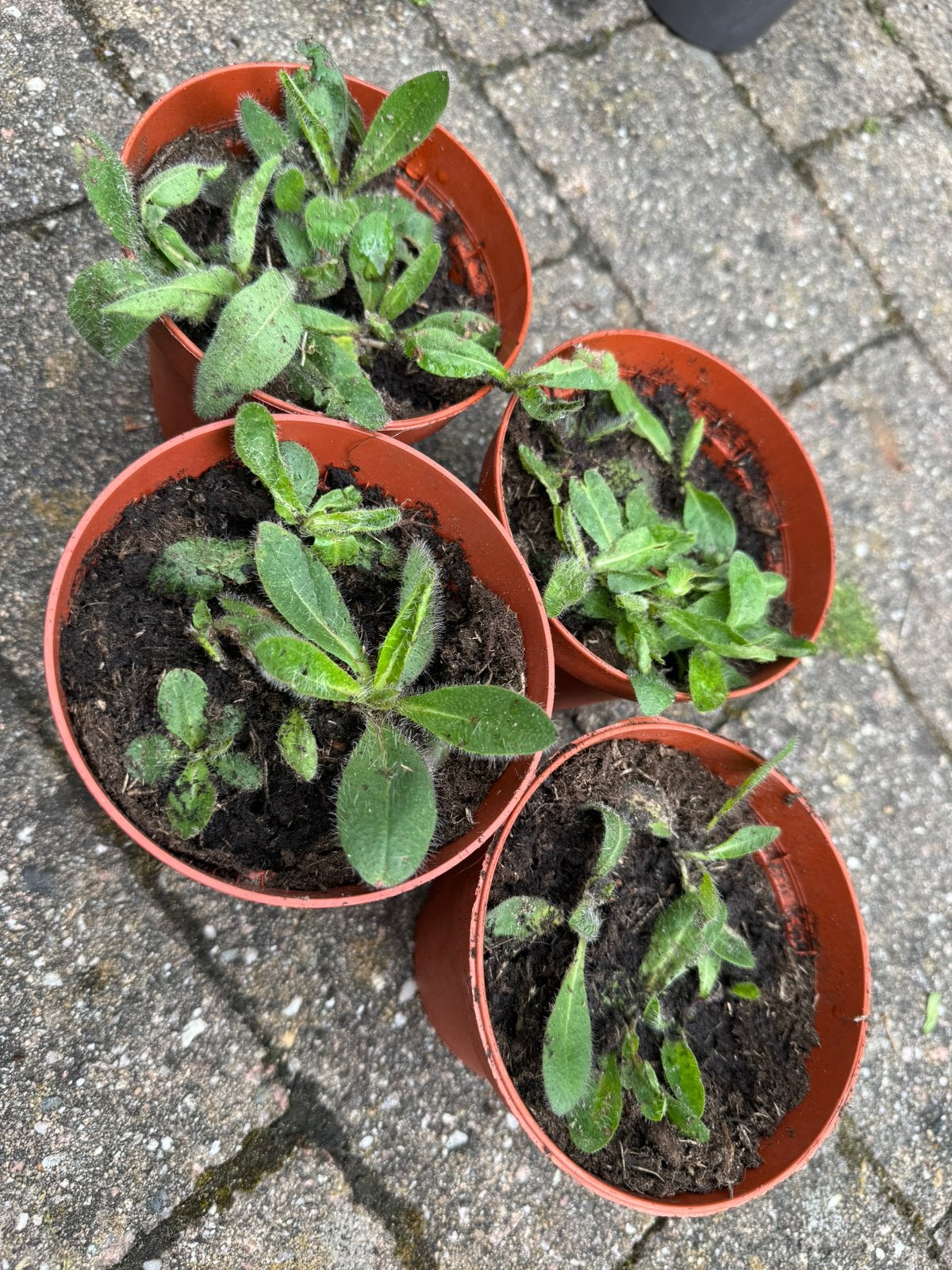 Stekjes/ plantjes Oranje havikskruid (Pilosella aurantiaca), Ophalen, Vaste plant, Bodembedekkers, Halfschaduw