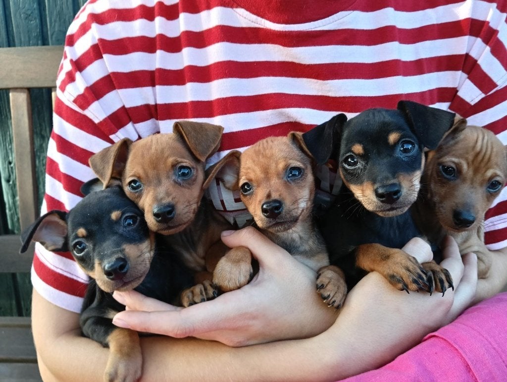 Dwergpincher dwergpinscher pups te koop, Dieren en Toebehoren, Overige rassen, 8 tot 15 weken, CDV (hondenziekte), Meerdere