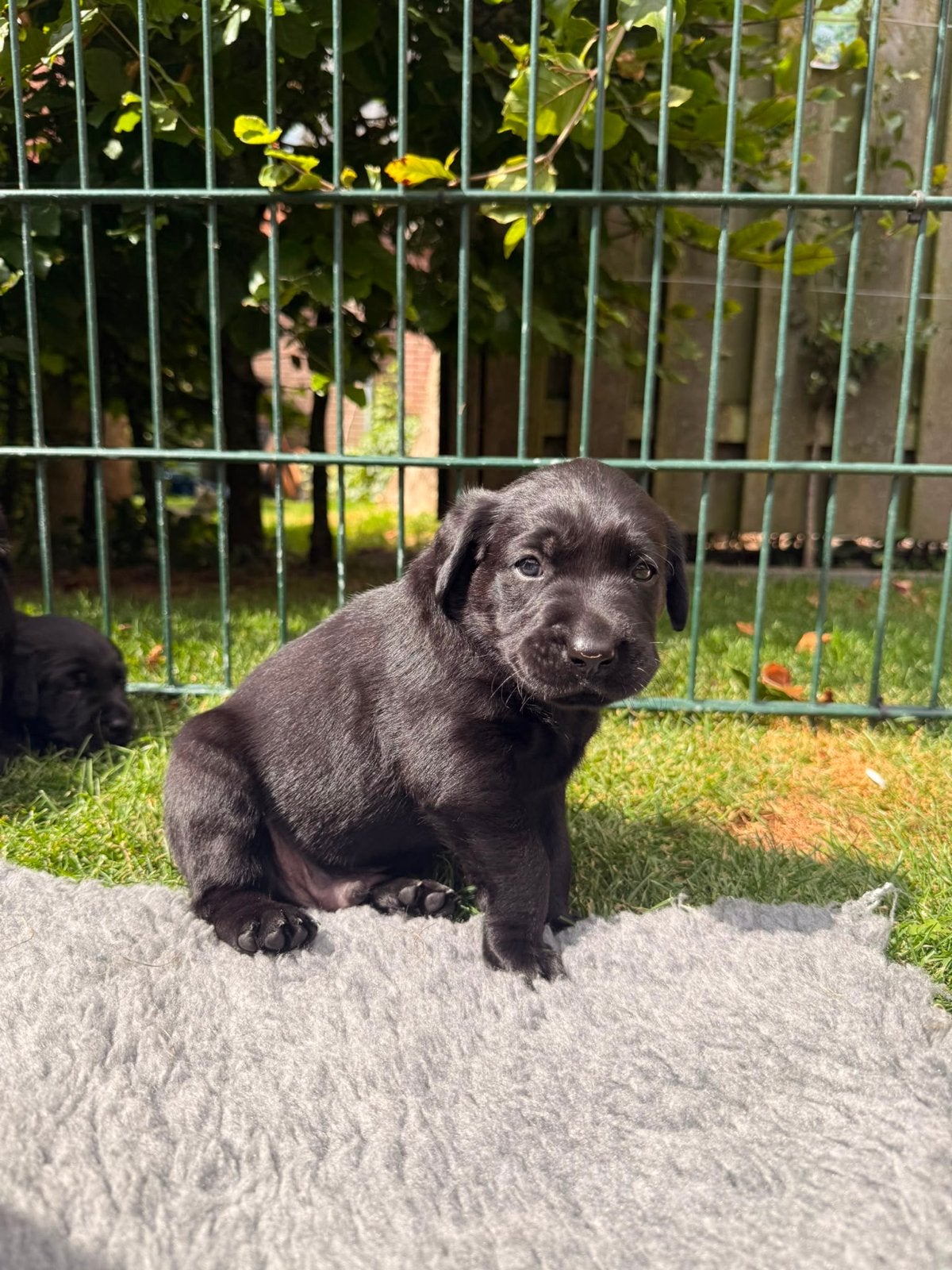 Fieldtrial labrador pups, Reu, 8 tot 15 weken, Parvo, Meerdere