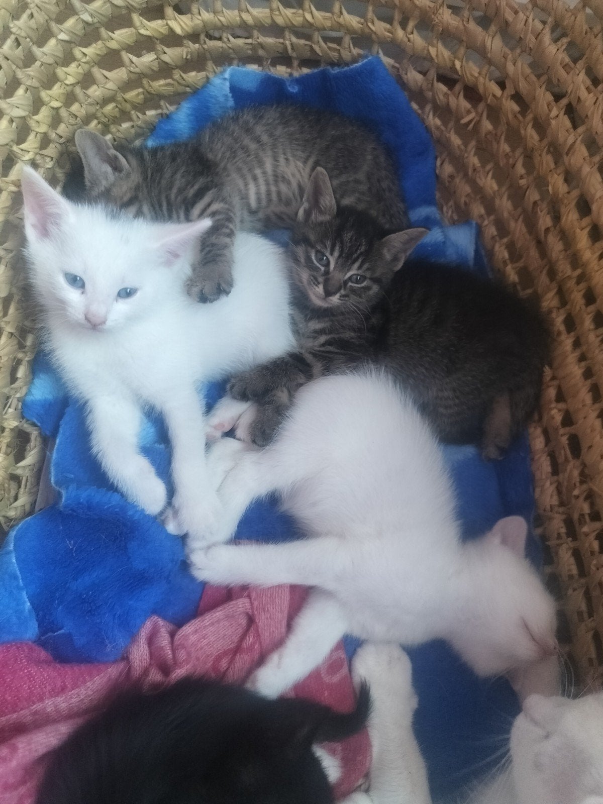 kleine kittens met liefde <3, Dieren en Toebehoren