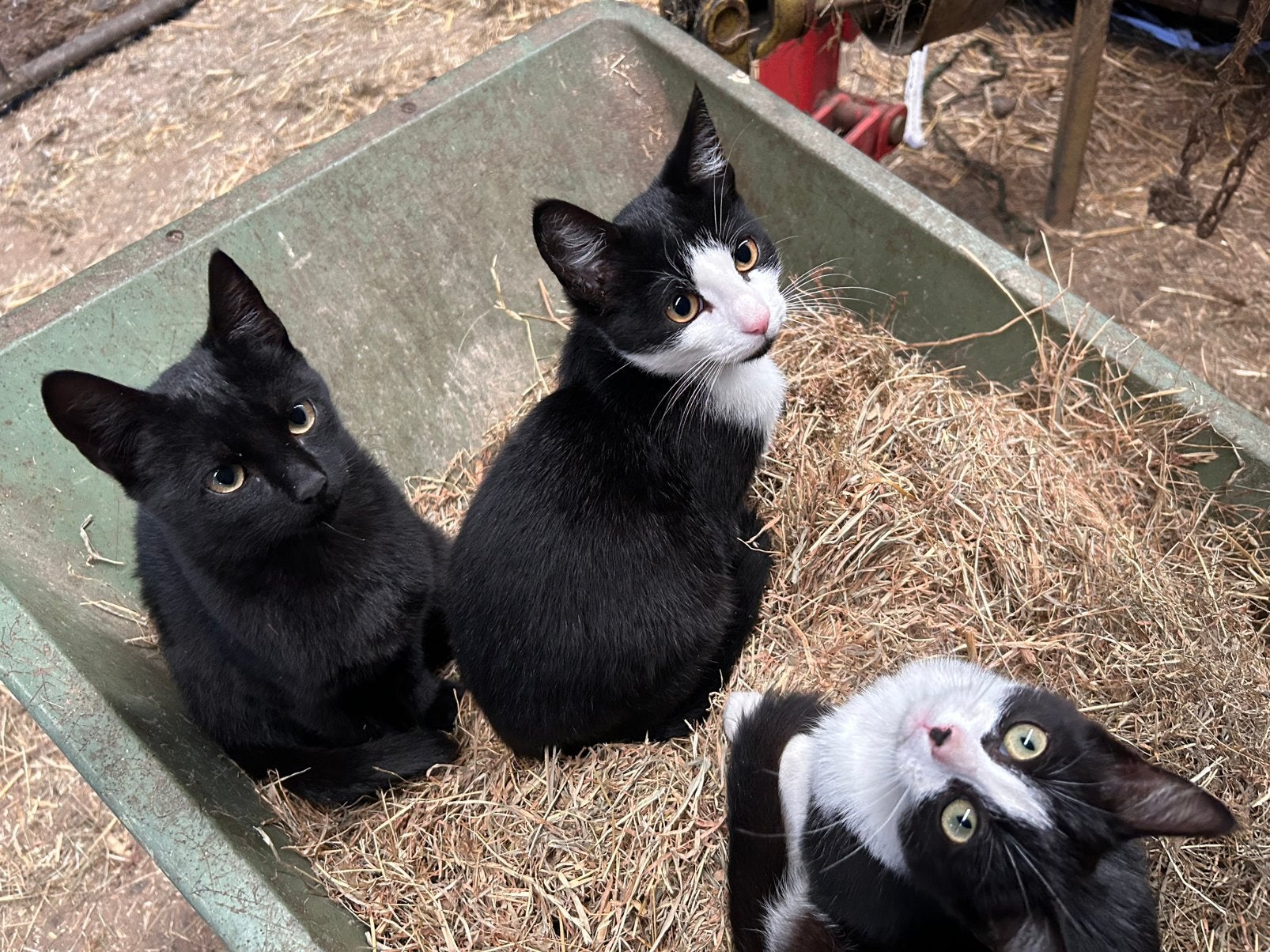 Lieve kittens, Meerdere dieren