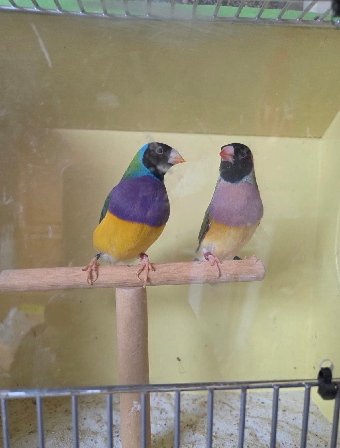 Gouldamadine, Dieren en Toebehoren