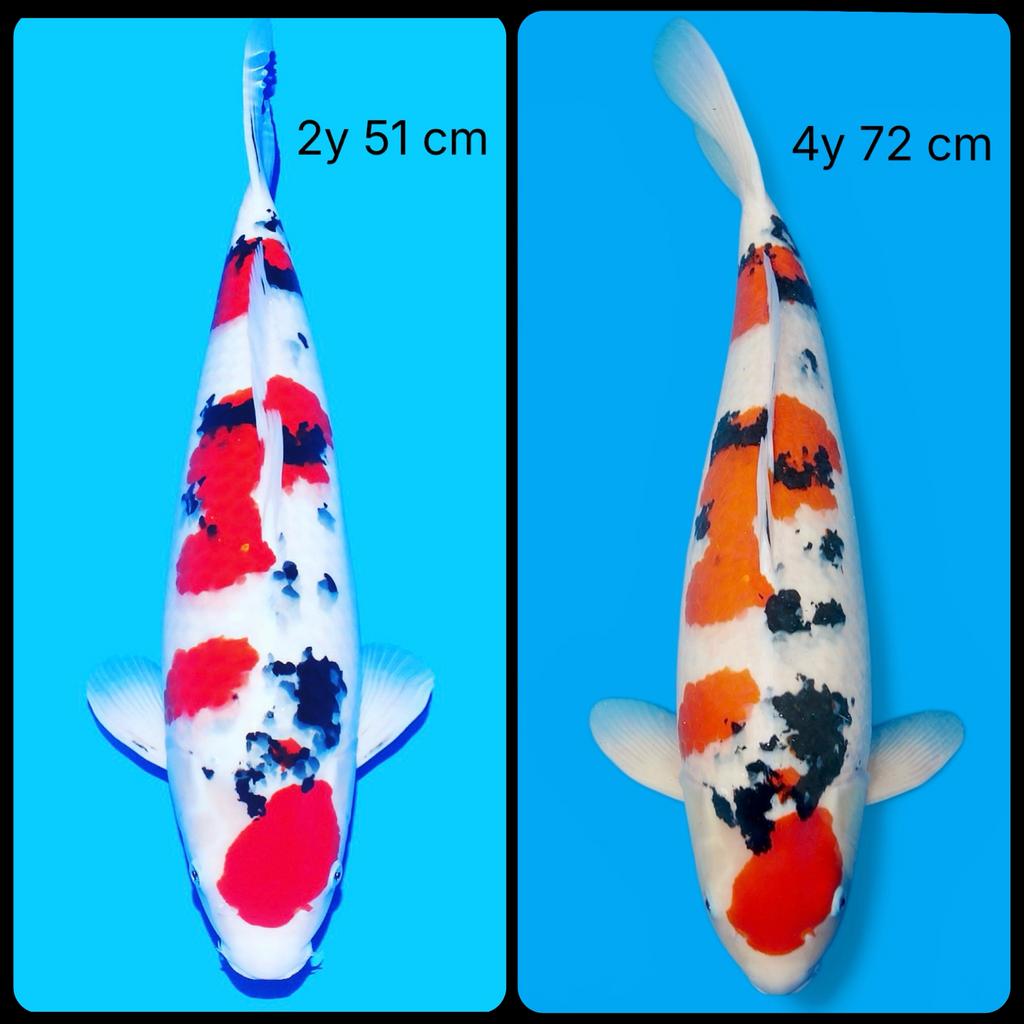 Grote HQ sanke 70-75 cm TAMAURA koi farm zeer grote koi, Dieren en Toebehoren, Vissen | Vijvervissen, Karper of Koi