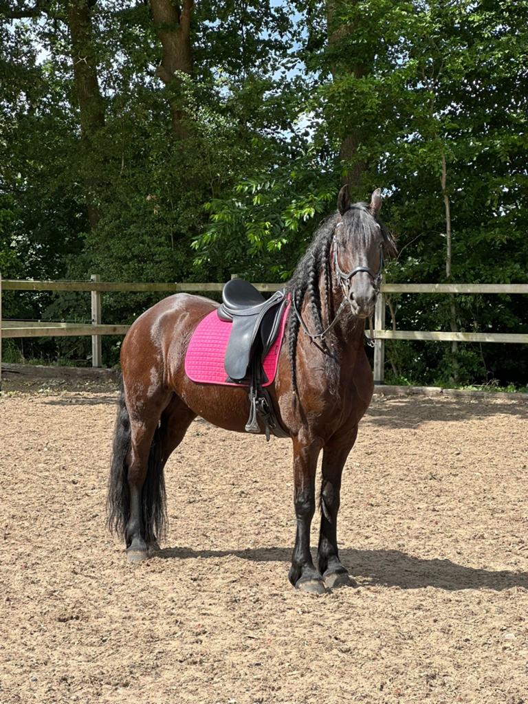 Lieve 8 jarige friese merrie, Dieren en Toebehoren, Pony's, 7 tot 10 jaar, Recreatiepony, Merrie, E pony (1.48m - 1.57m)