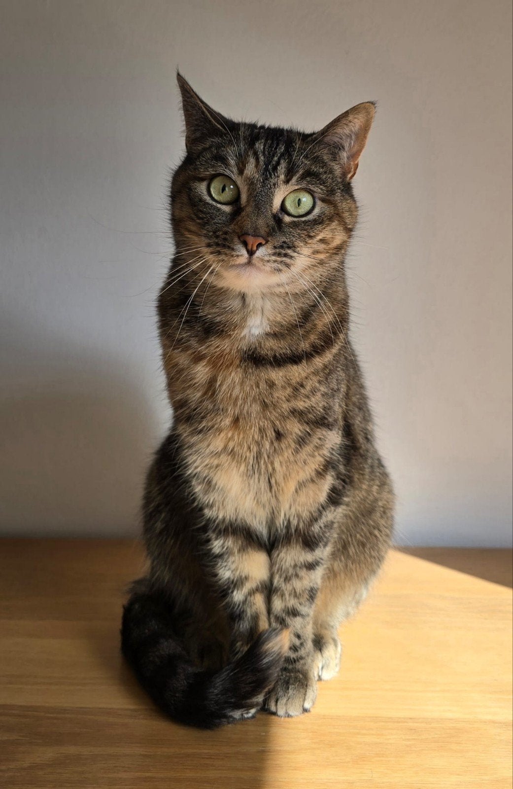 lieve poes, Poes, Kortharig, 3 tot 5 jaar