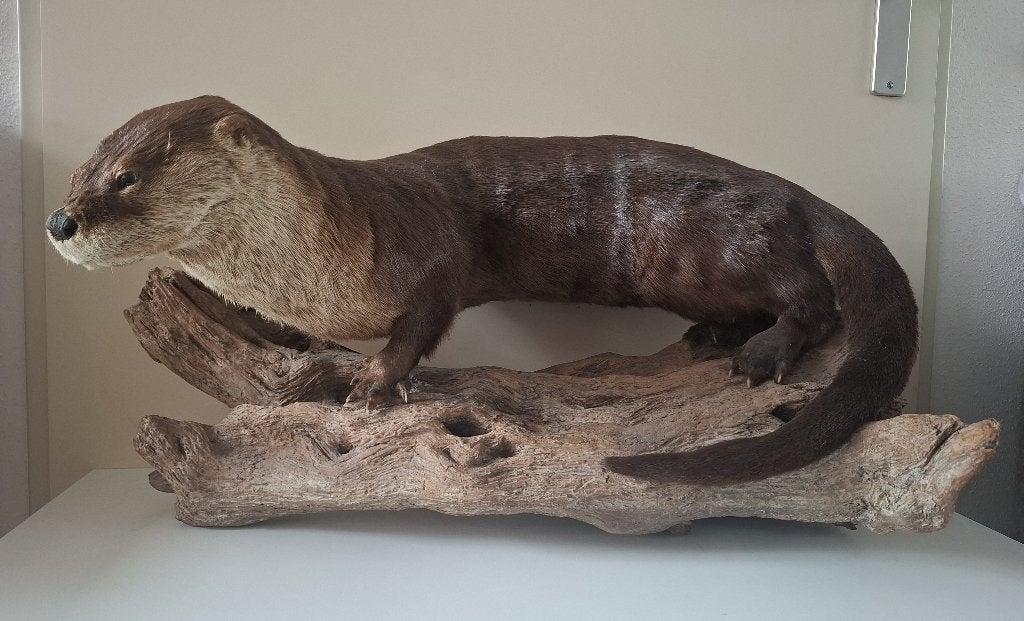 opgezette otter Noord Amerikaanse rivierotter, Verzamelen, Ophalen, Gebruikt, Wild dier, Opgezet dier