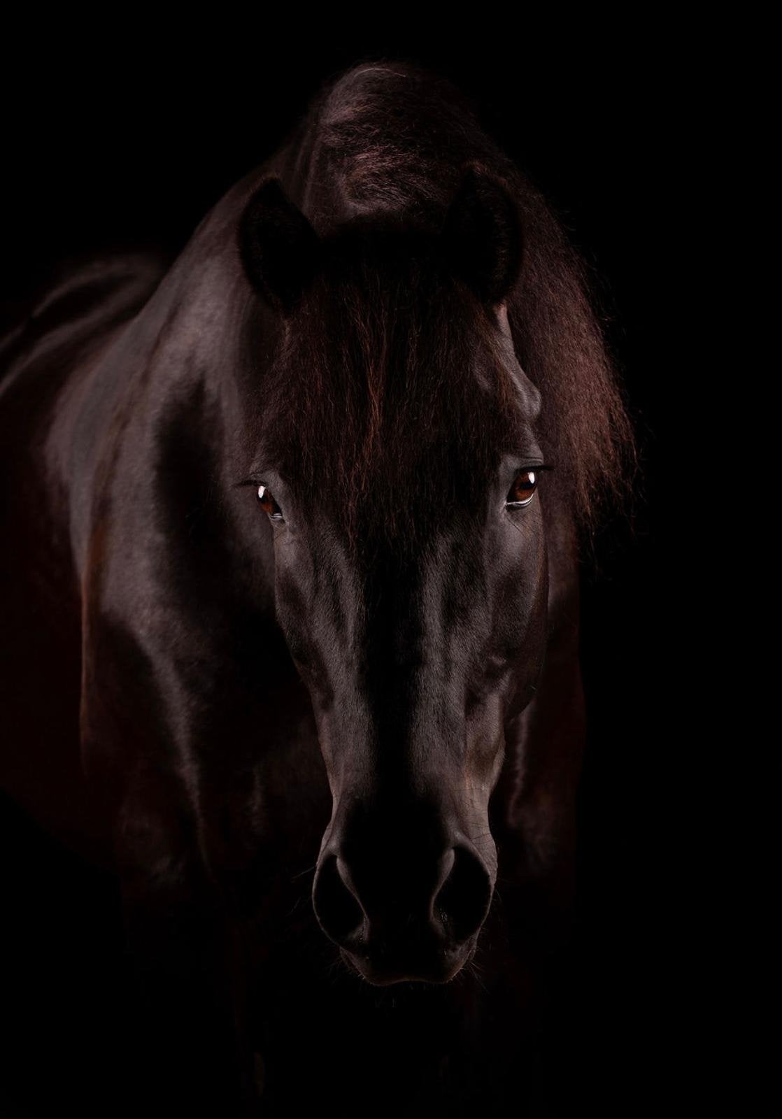 Merens menpony, ruin E-pony, betuigd, Ruin, Met stamboom