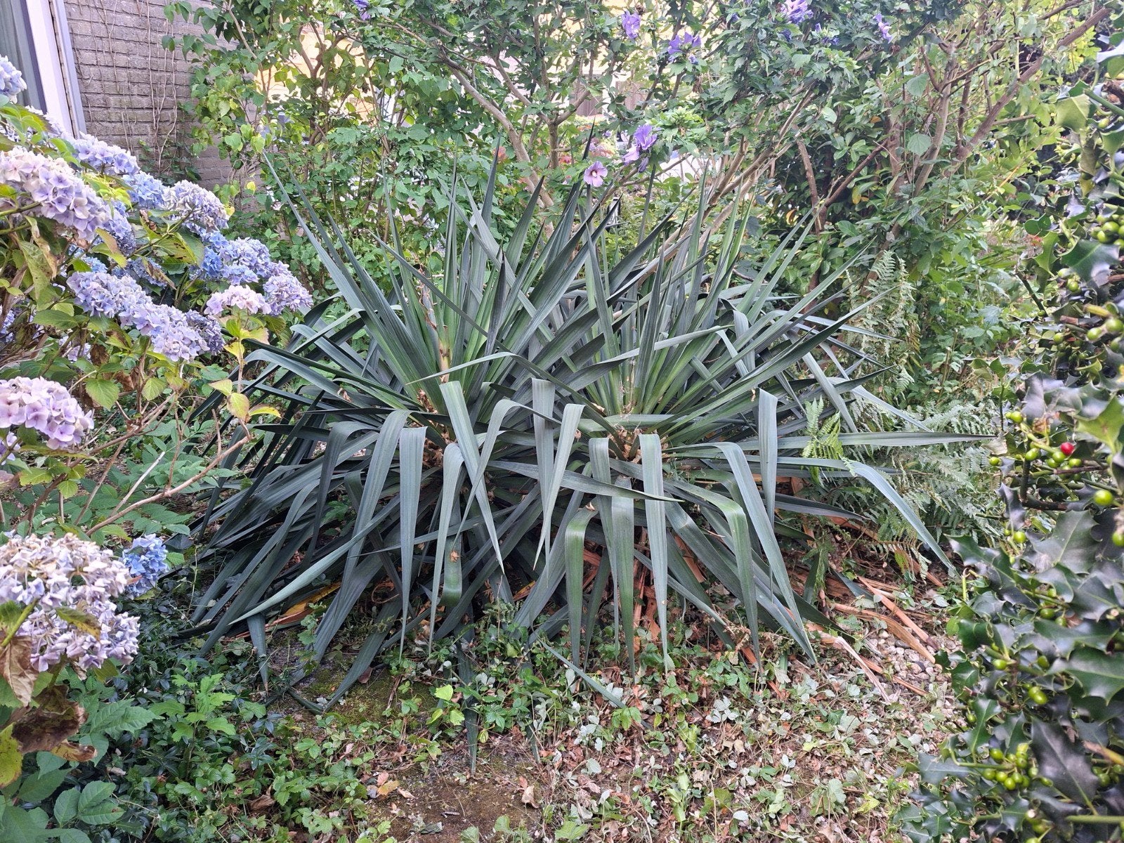GRATIS: 2 grote yucca's., Tuin en Terras, Ophalen, Overige soorten, Volle zon