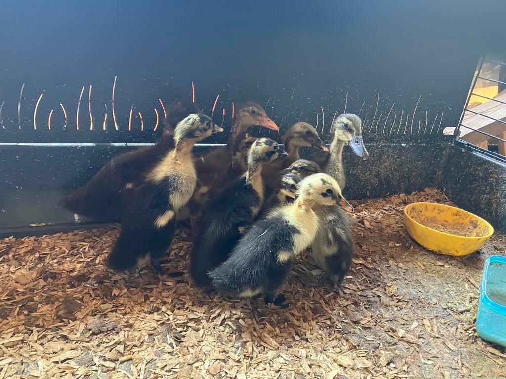 Broedeieren indische loopeend, Dieren en Toebehoren, Pluimvee, Meerdere dieren, Eend