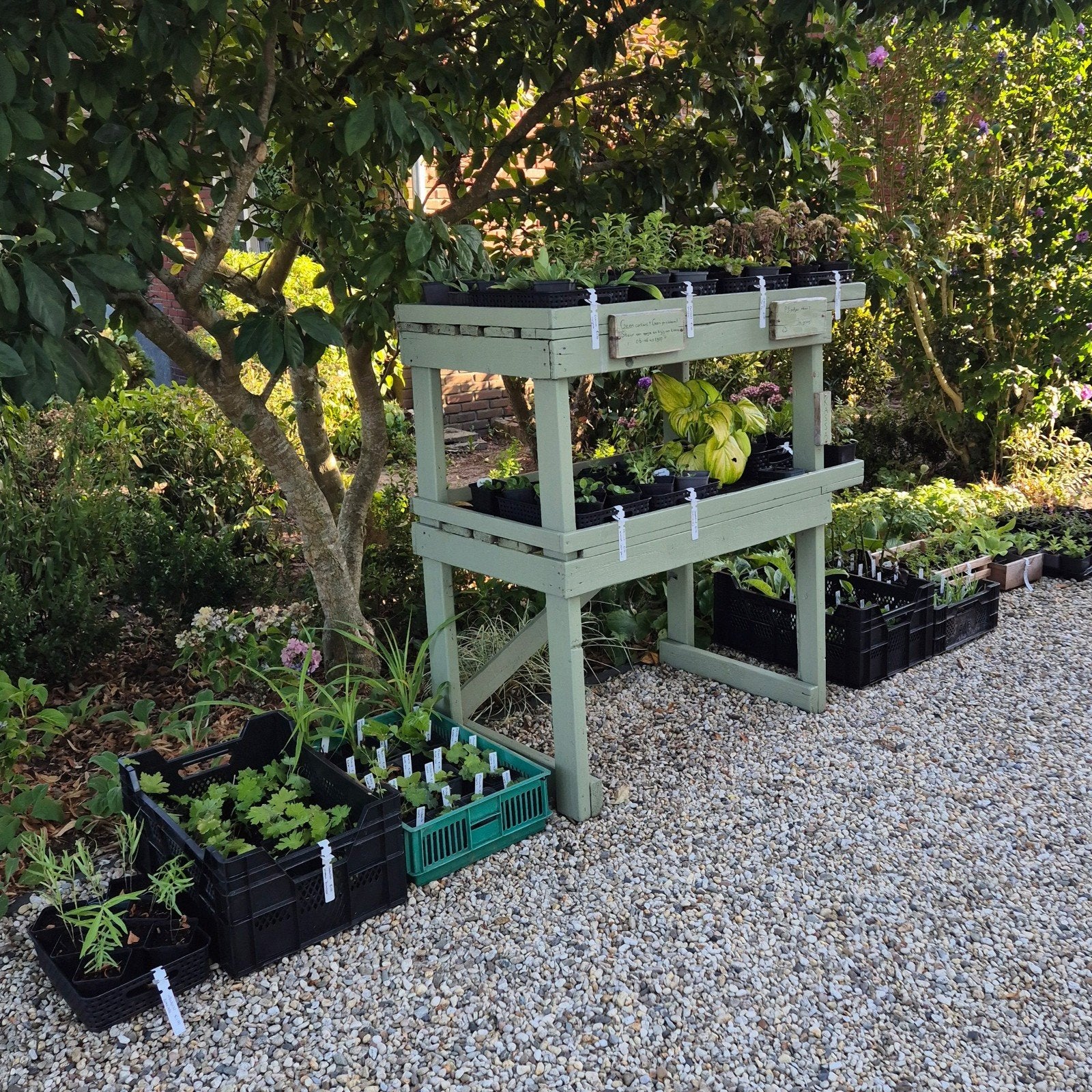 Plantenkraam | Vaste Planten | Tweejarigen, Ophalen