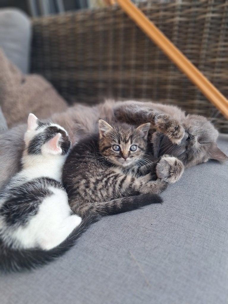 Kitten half ragdoll, Poes, 0 tot 2 jaar