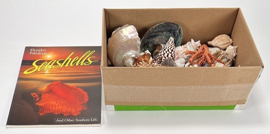 990. Verzameling schelpen en Florida's Fabulous Seashells, Ophalen of Verzenden, Schelp(en)