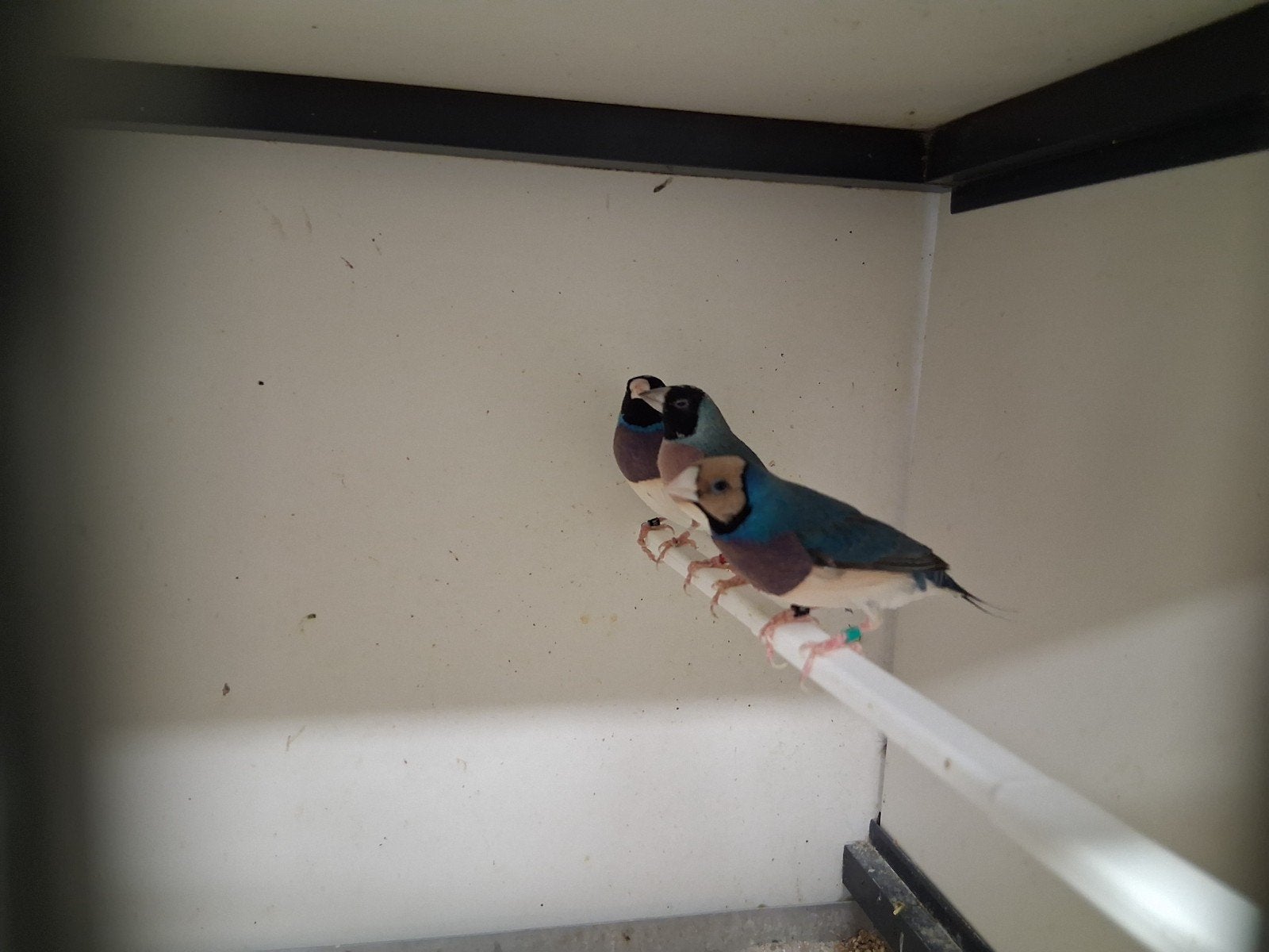 blauwe goulds, Meerdere dieren, Geringd
