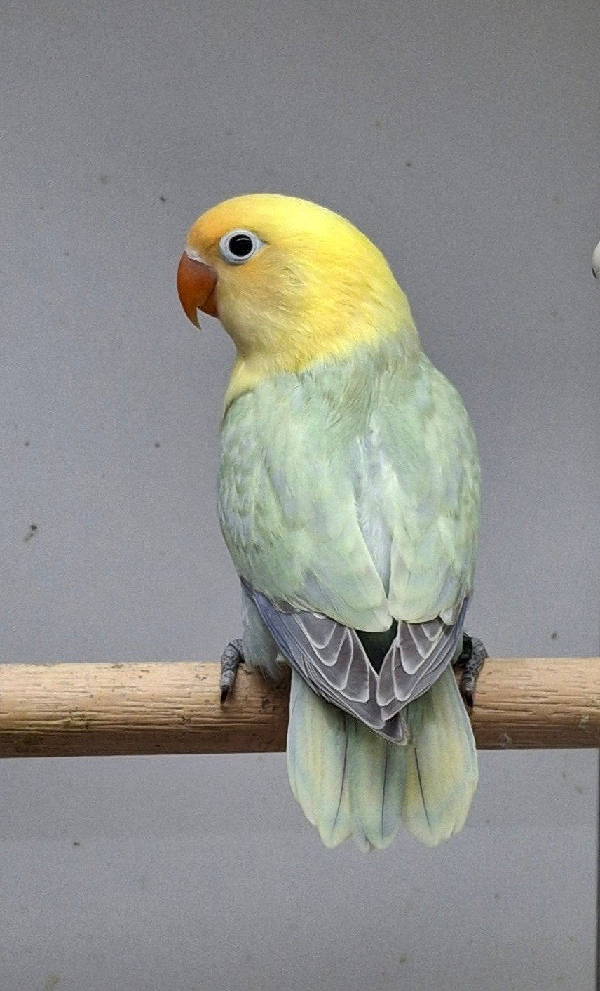 te koop Agapornis fischeri Dilute Opaline turquase