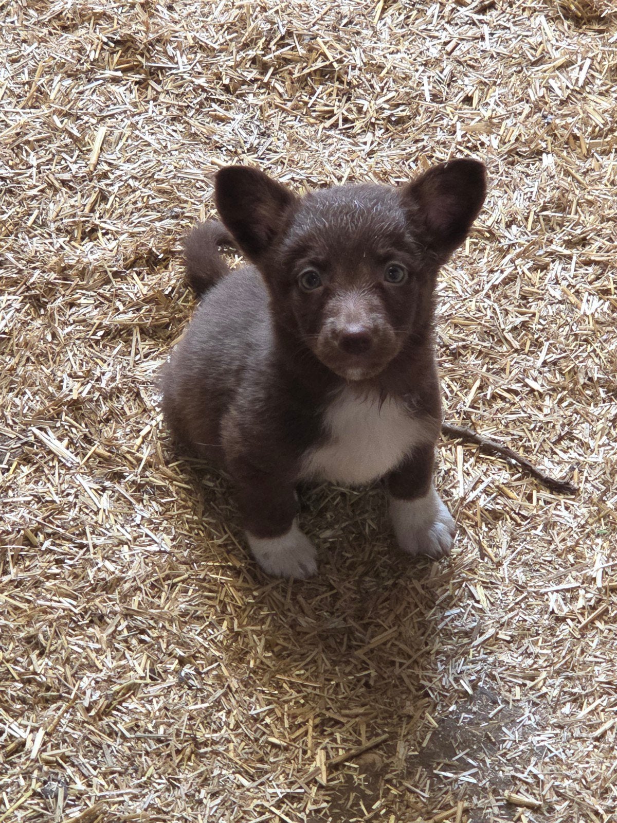 Prachtige Welsh corgi Cardigan pups, Dieren en Toebehoren, Honden | Herdershonden en Veedrijvers, Parvo, België, Fokker | Hobbymatig