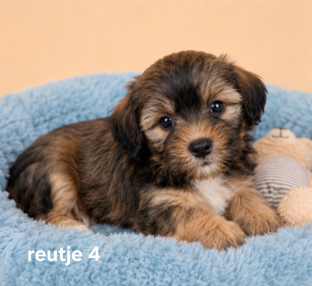 Super mooie boomer pups.Maltezer maal shih tzu, Parvo, Overige rassen, 8 tot 15 weken, Meerdere